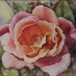 Biltmore Rose
10"H x 14"W
watercolor